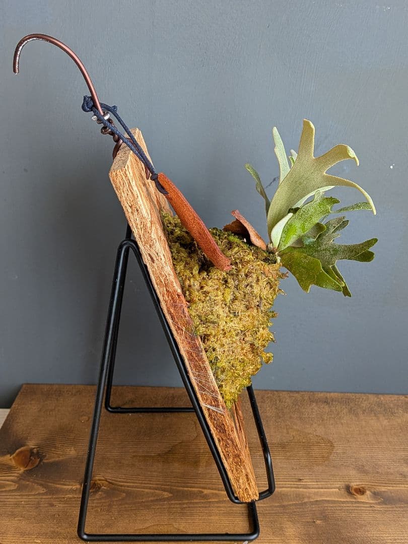 ビカクシダ板付 ウィリンキー バクテリア スポア