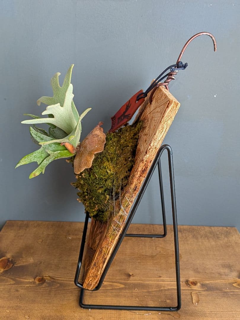 ビカクシダ板付 ウィリンキー バクテリア スポア