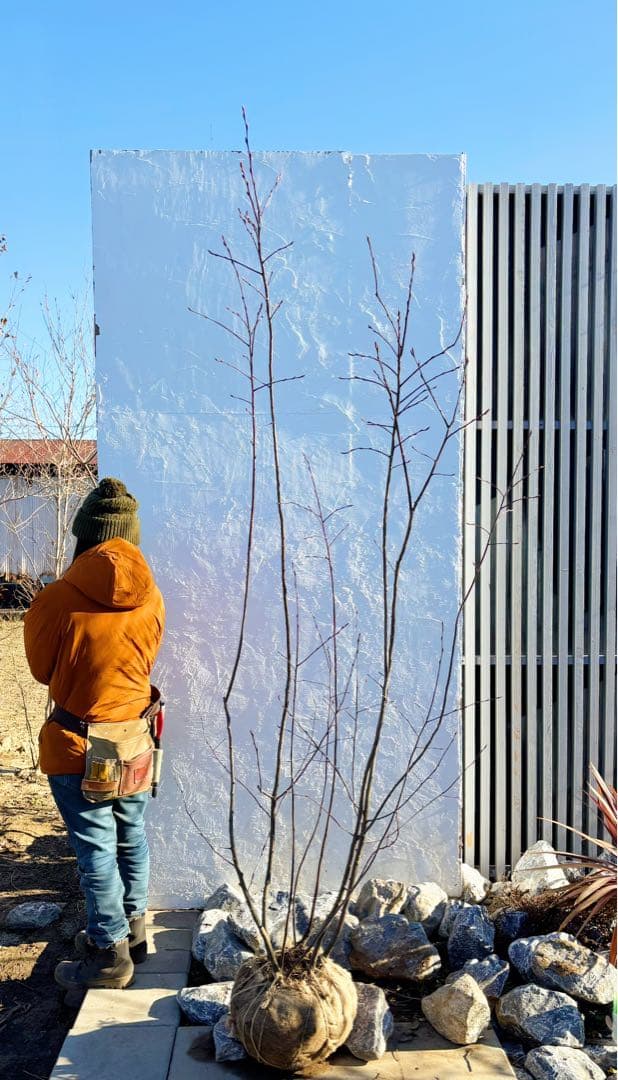 超逸品。ジューンベリー大株立ち2.4M(鉢底から)品番A