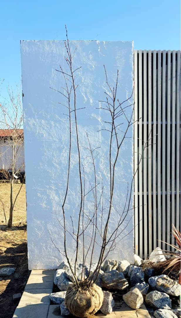 超逸品。ジューンベリー大株立ち2.4M(鉢底から)品番A