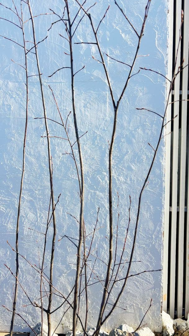 超逸品。ジューンベリー大株立ち2.4M(鉢底から)品番A