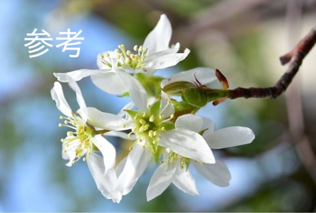 超逸品。ジューンベリー大株立ち2.4M(鉢底から)品番A