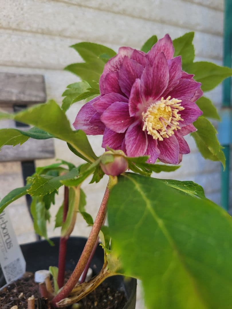 広瀬園芸　クリスマスローズ　ピンク系ダブル