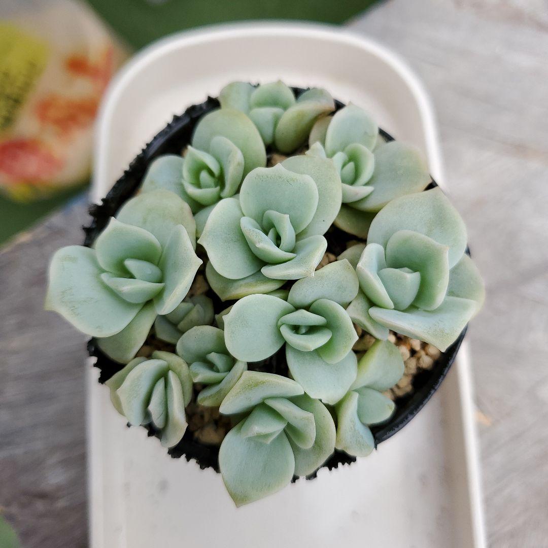 l綾鷹様確認用②★多肉植物★ラブリーローズ★鉢全て★抜き苗★