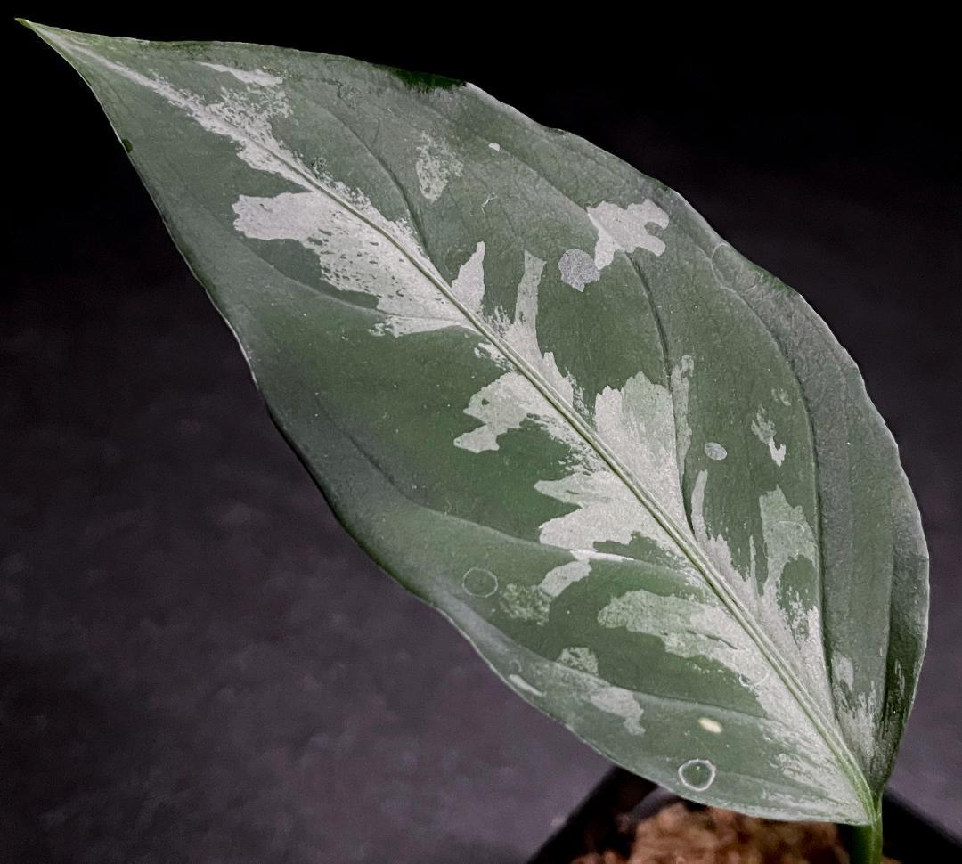 ◆RGL◆子株 アチェ産 ワイルド 現地便 アグラオネマ ピクタム アルゲンタム