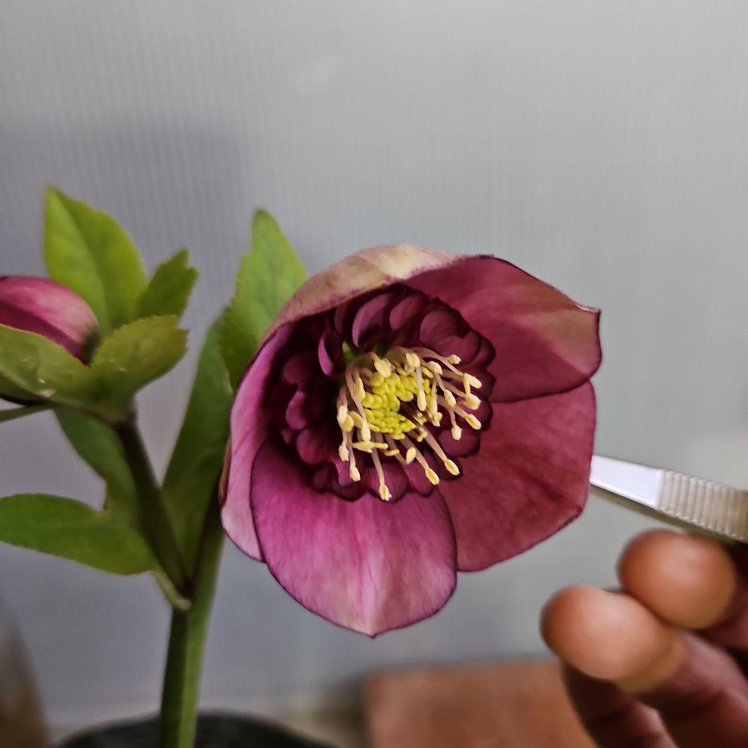 ★おぎっちょ様ご購入苗✿㉖-99✿㉖-274クリスマスローズ