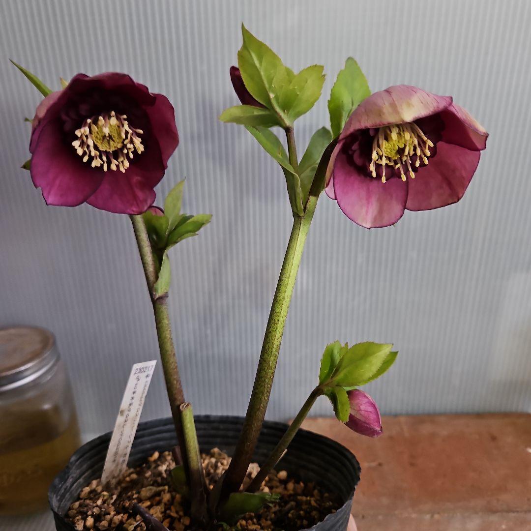 ★おぎっちょ様ご購入苗✿㉖-99✿㉖-274クリスマスローズ