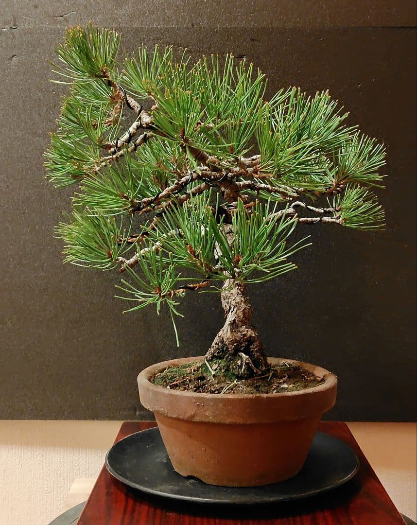 赤松盆栽！