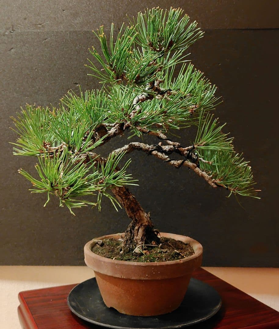赤松盆栽！