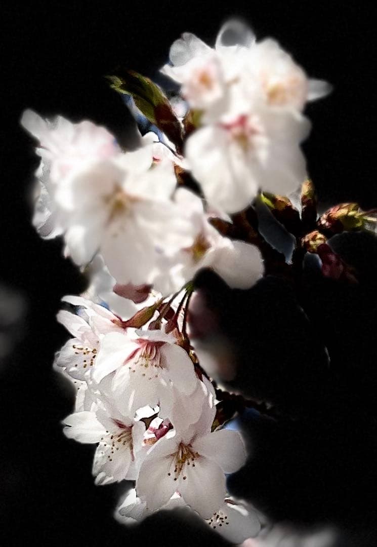 確認用　大雪ドライブ　長浜城　愛犬　玉玉　トラ