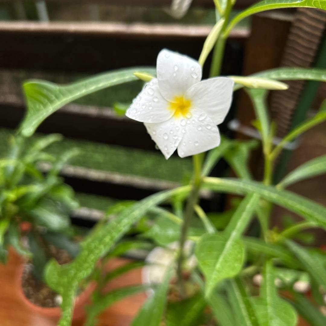 確認用　大雪ドライブ　長浜城　愛犬　玉玉　トラ