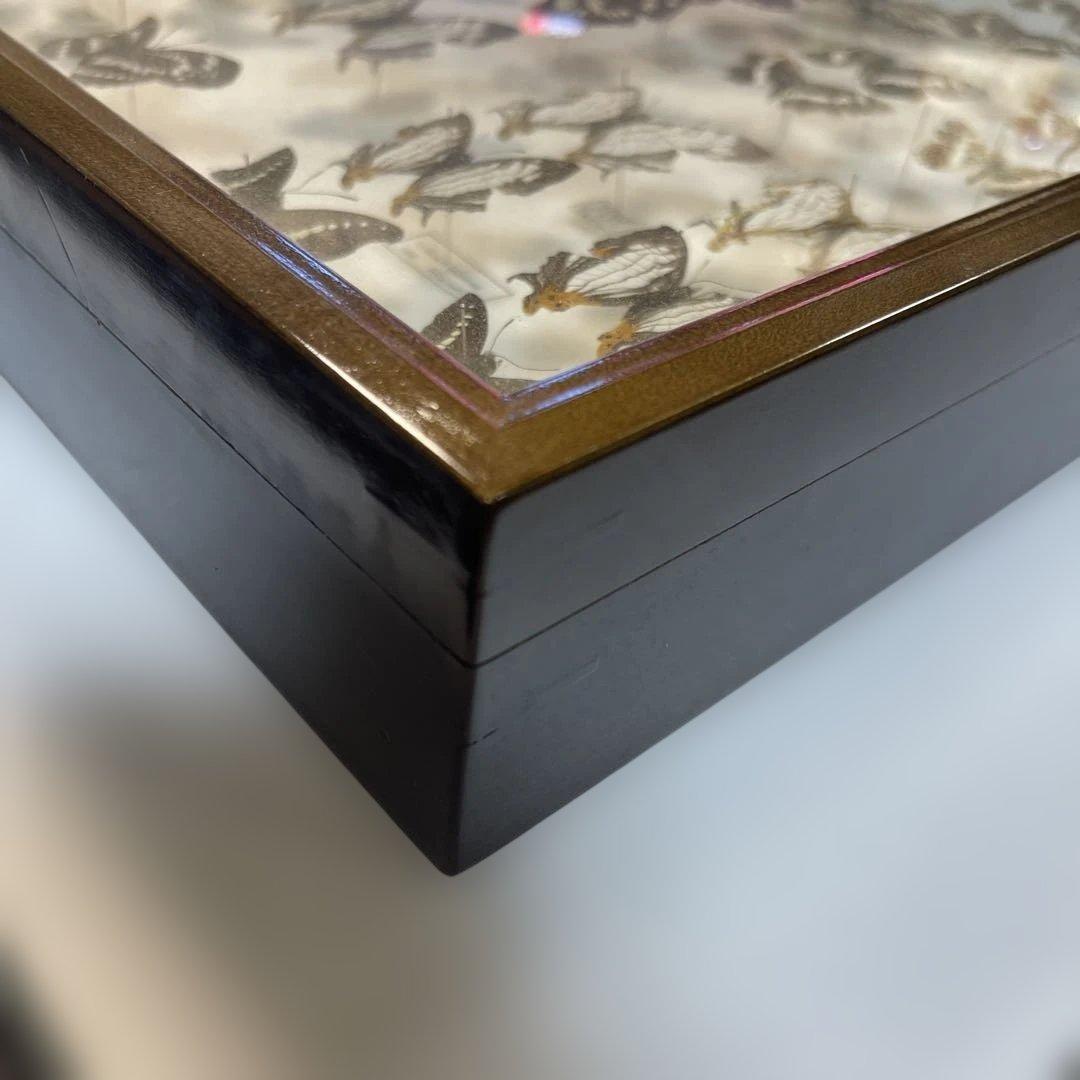 蝶標本、イシガケ-イチモンジ-ミスジの仲間46匹