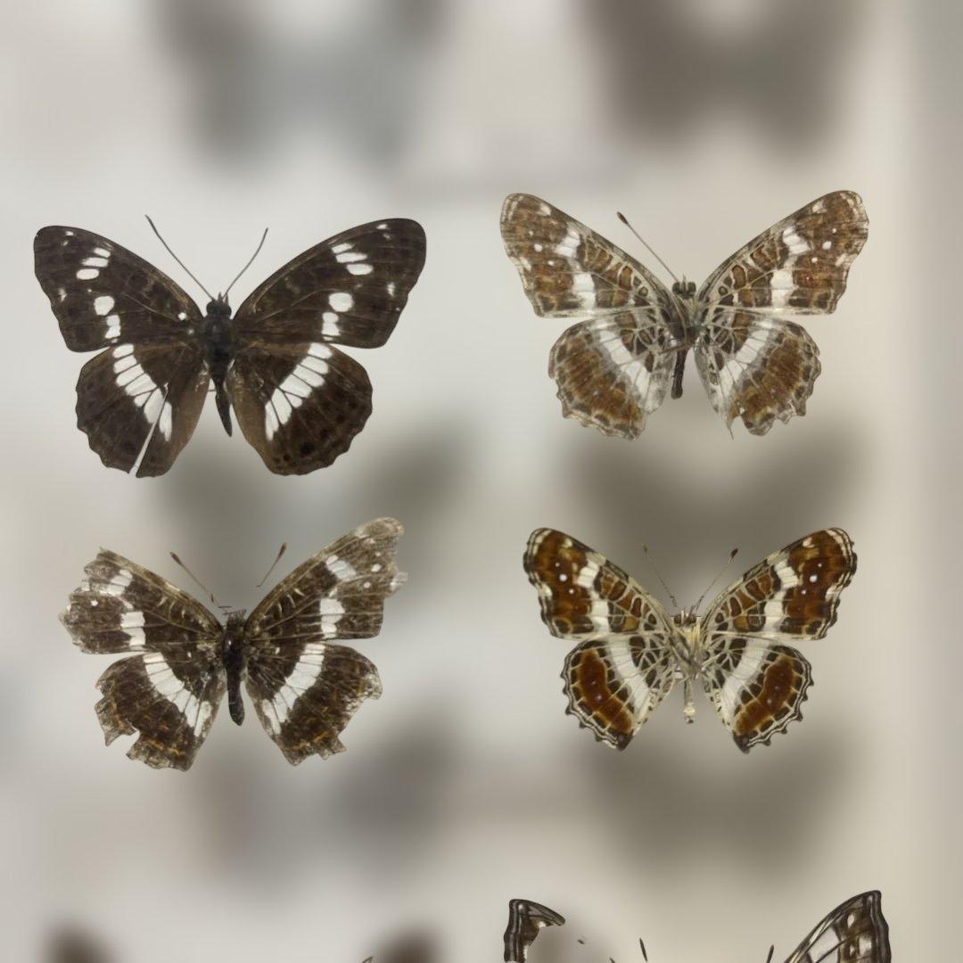 蝶標本、イシガケ-イチモンジ-ミスジの仲間46匹