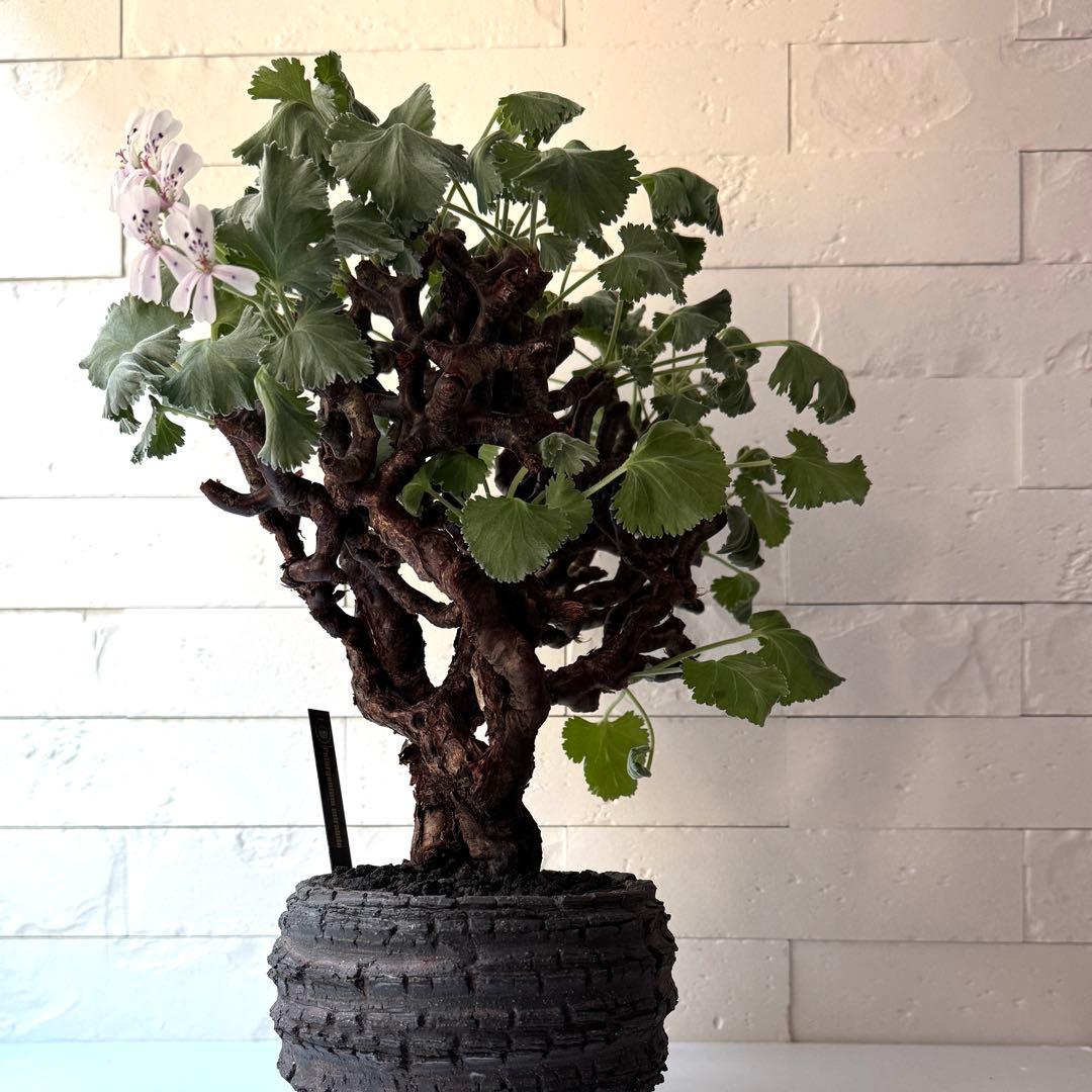 PM2 ペラルゴニウム ミラビレ 発根済 ※鉢付きメルカリ便発送