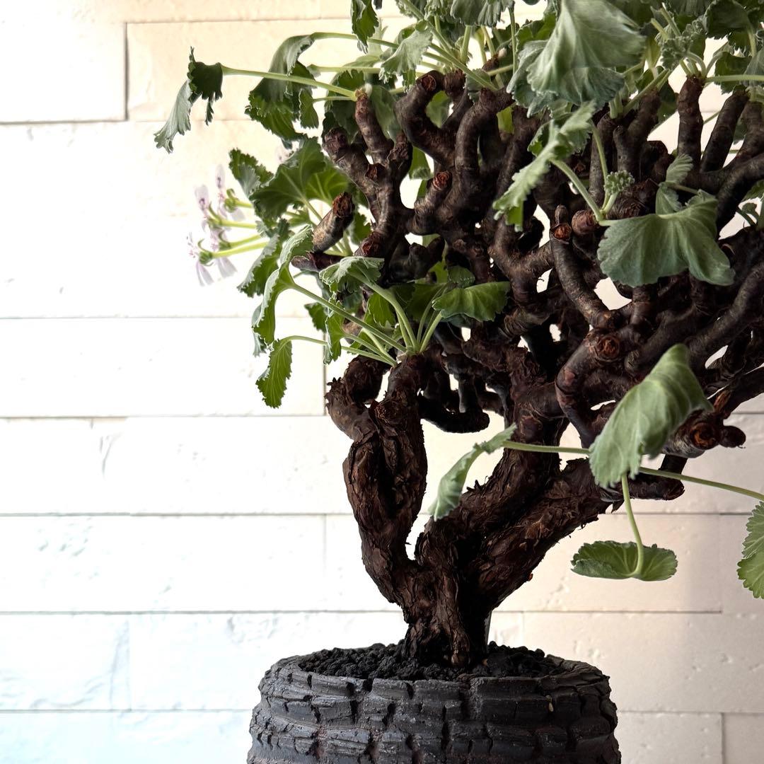 PM2 ペラルゴニウム ミラビレ 発根済 ※鉢付きメルカリ便発送