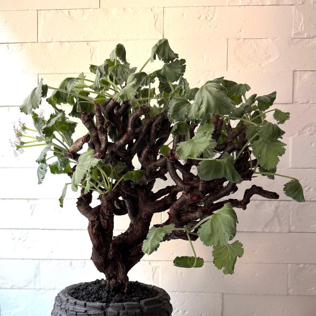 PM2 ペラルゴニウム ミラビレ 発根済 ※鉢付きメルカリ便発送