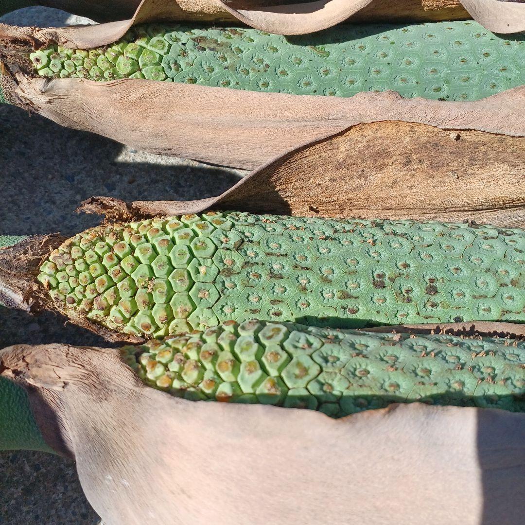 モンステラ(デリシオーサの実) 12個