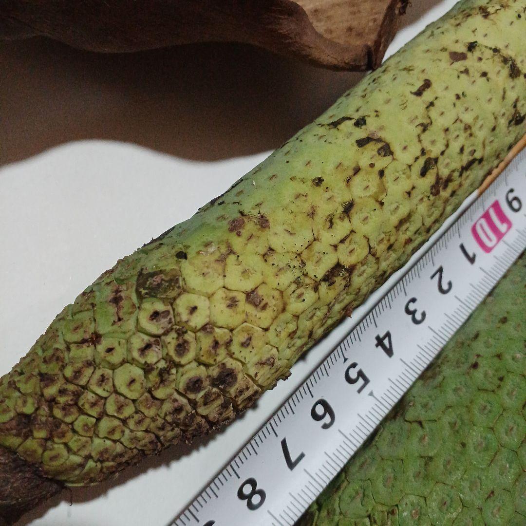 モンステラ(デリシオーサの実) 12個