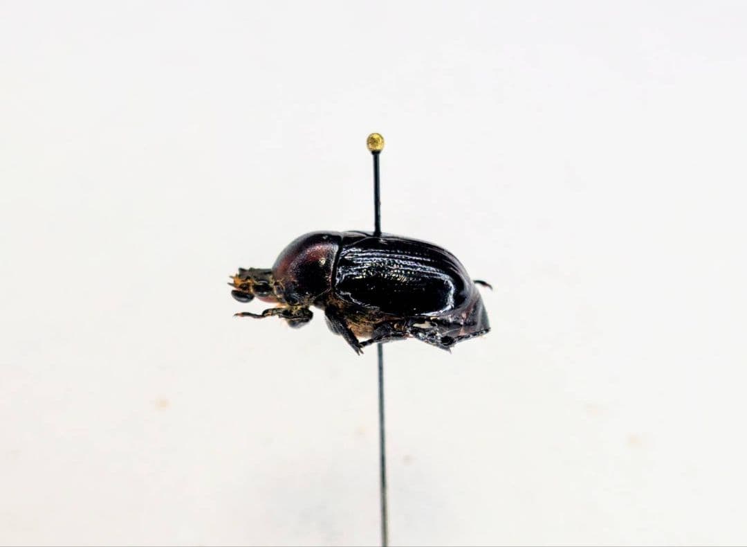 土日限定セール　昆虫標本　日本産オオヨツバコガネムシ