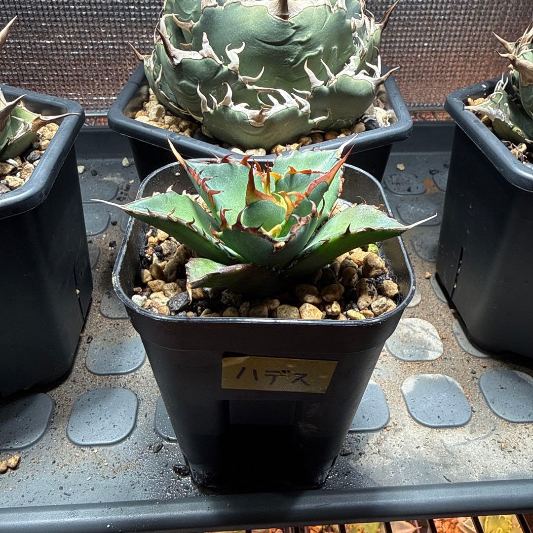 ゲコ ハデス 白鯨