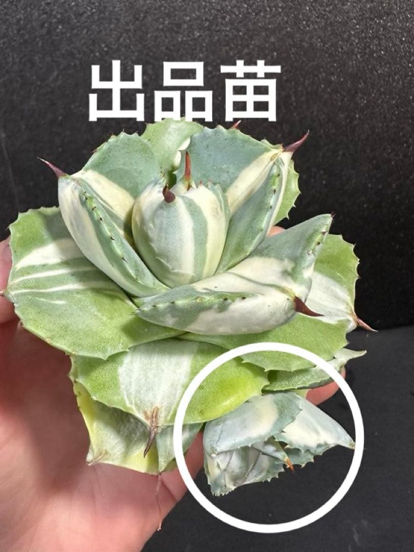 希少【突然変異個体　王妃雷神白中斑　変鋸歯　唯一無二　一点のみ】　アガベ