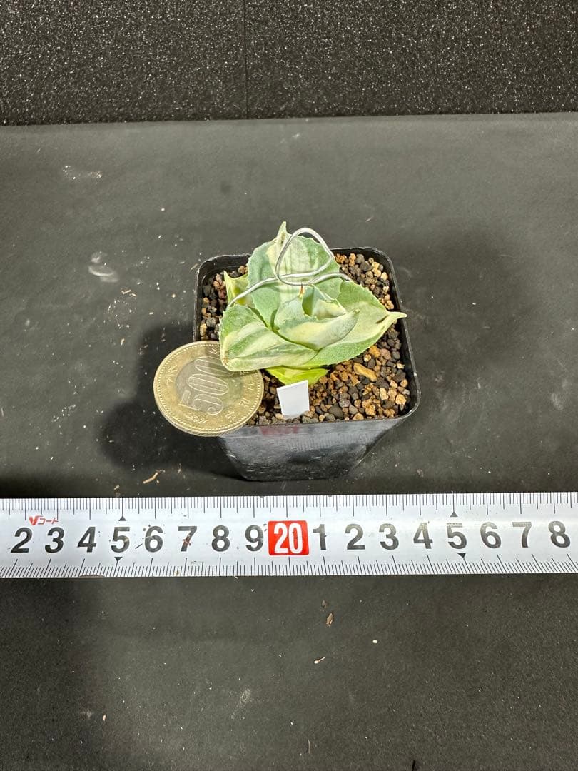 希少【突然変異個体　王妃雷神白中斑　変鋸歯　唯一無二　一点のみ】　アガベ