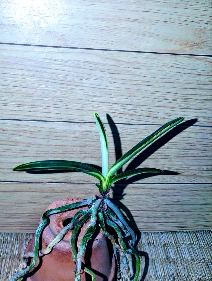 【年末特価品】富貴蘭「三浦系白牡丹」コンディション抜群の上芸若木