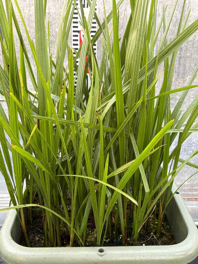 ココスヤシ　98本以上　ロストラータ