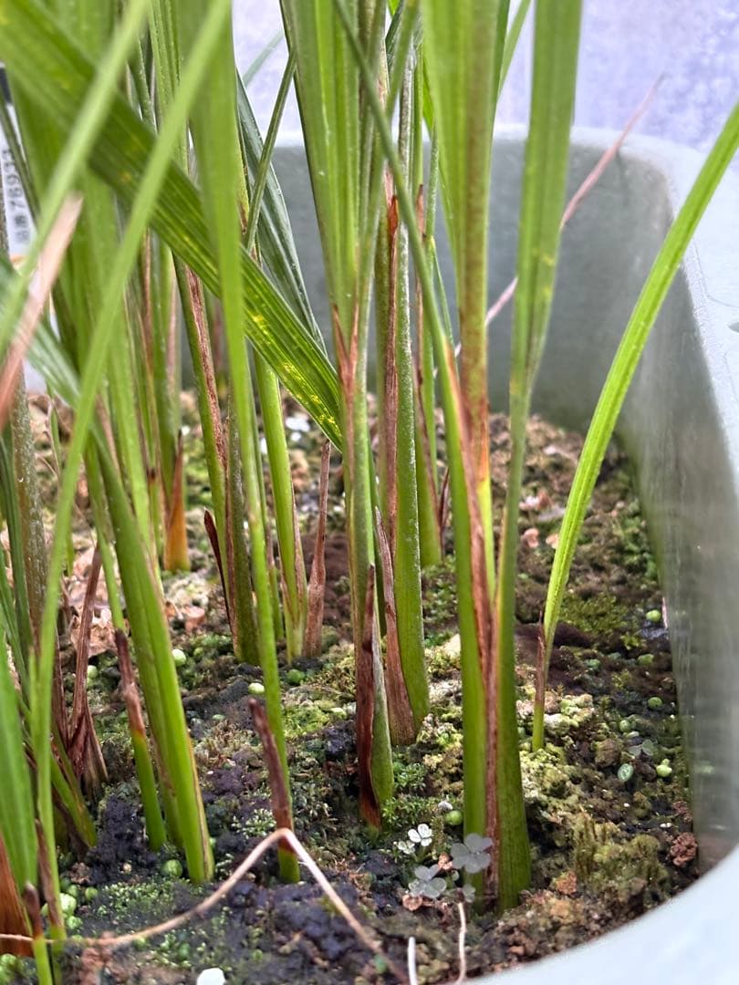 ココスヤシ　98本以上　ロストラータ