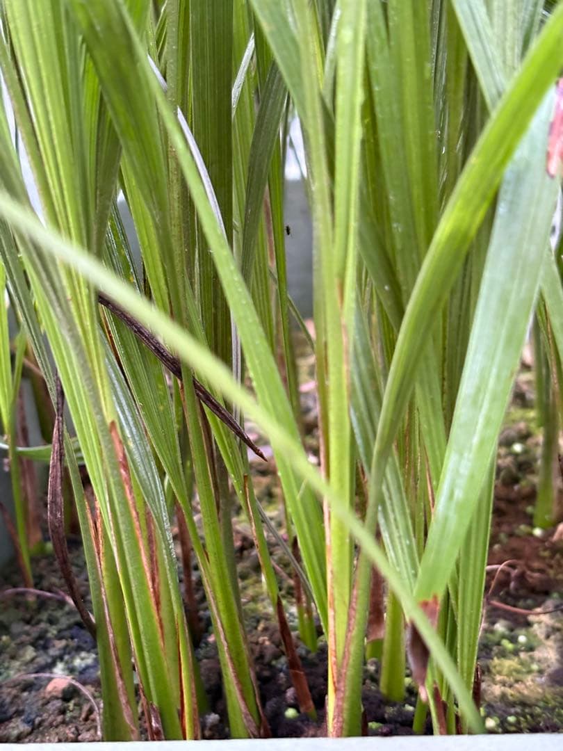 ココスヤシ　98本以上　ロストラータ