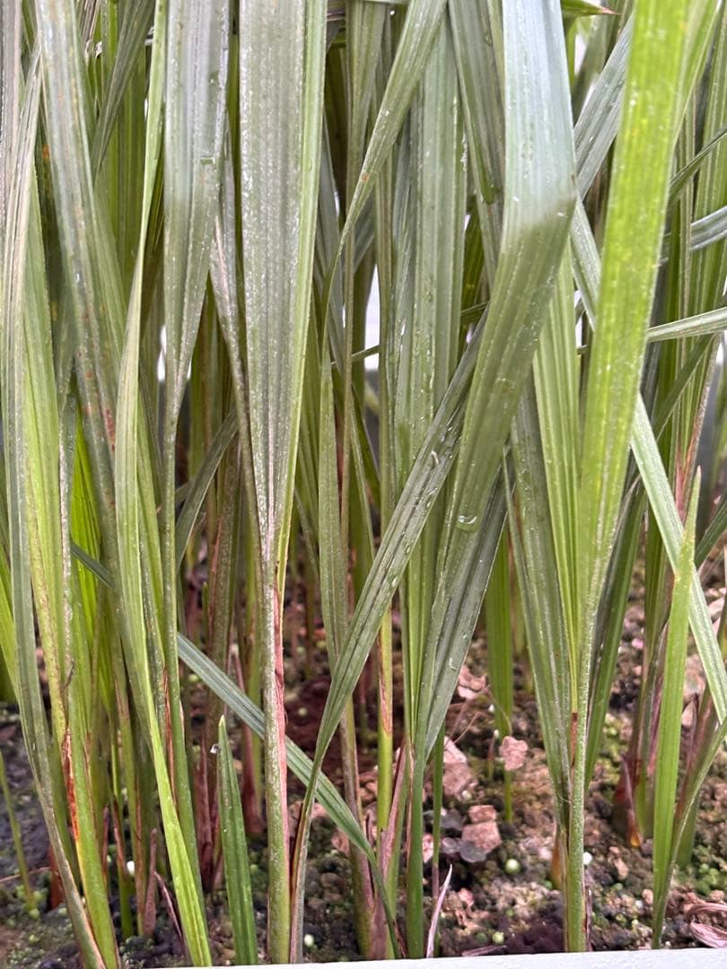 ココスヤシ　98本以上　ロストラータ