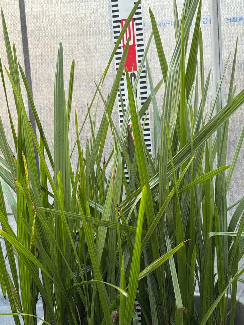 ココスヤシ　98本以上　ロストラータ