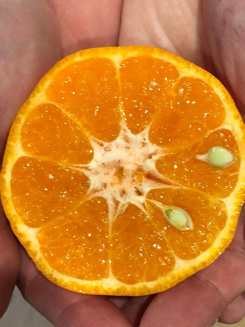 天草産ポンカン　家庭用　箱込20kg