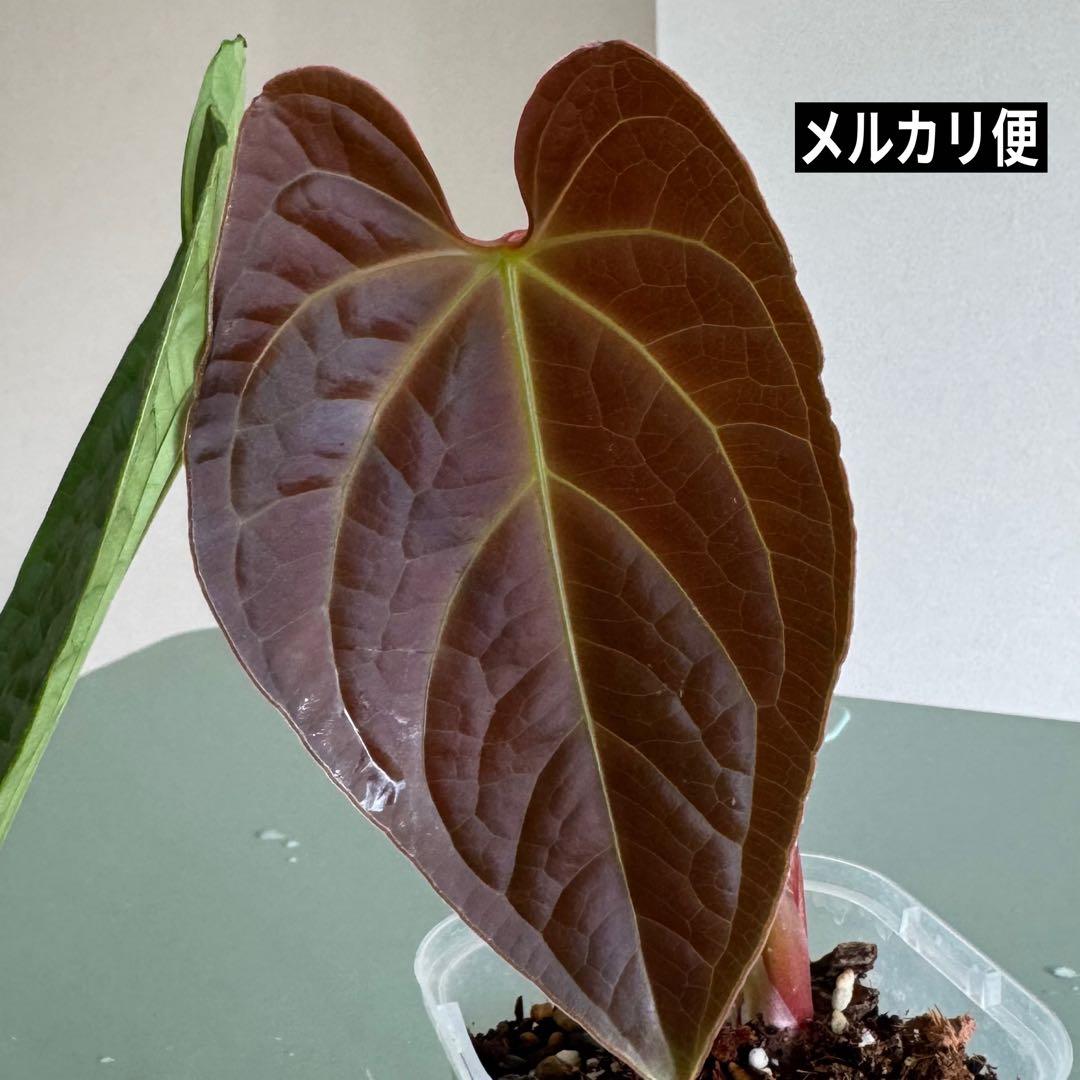 真っ赤な新葉展開中です Anthurium Regale x Luxurians