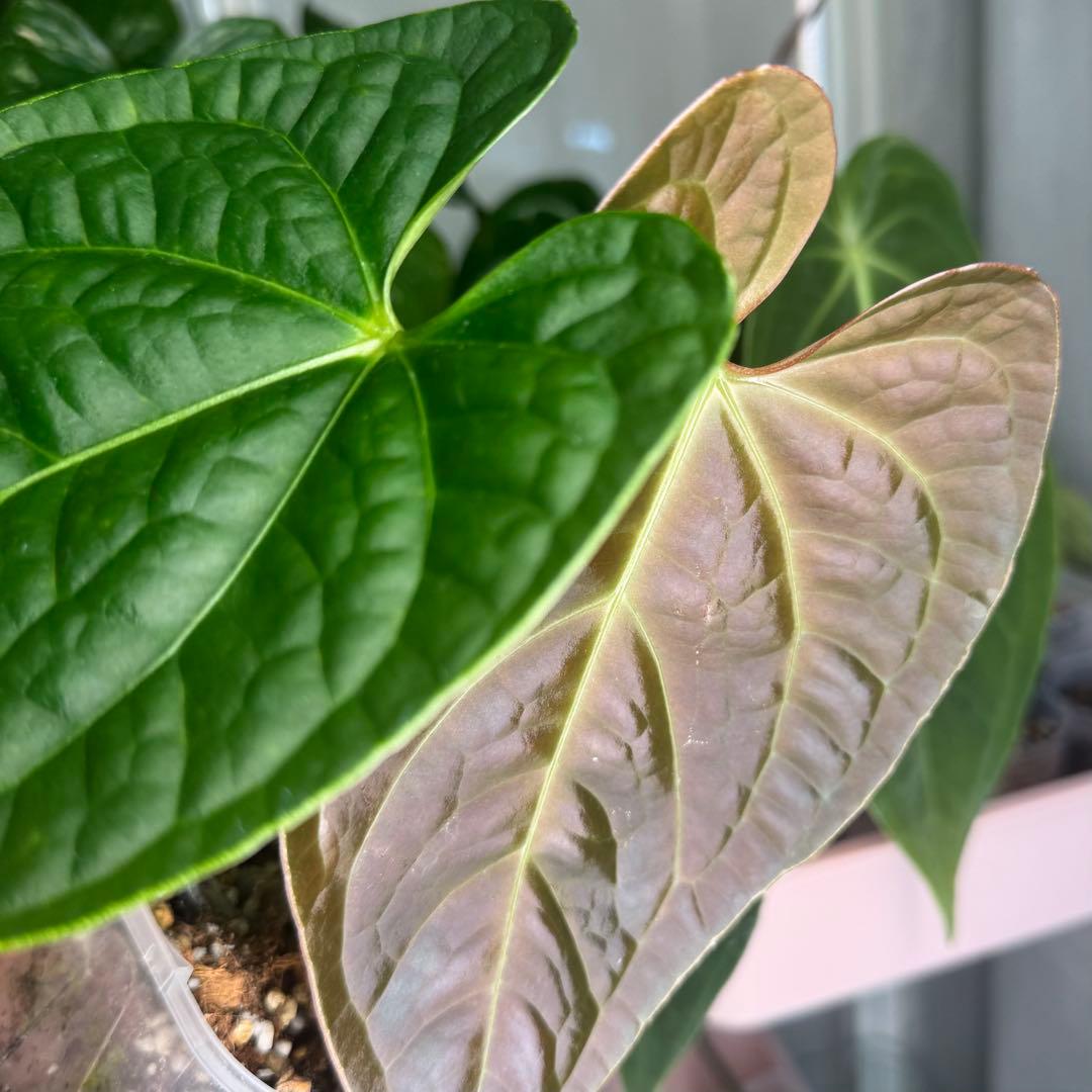 真っ赤な新葉展開中です Anthurium Regale x Luxurians