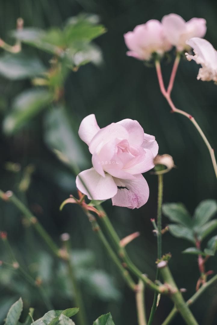 極美品！貴重な黒モデル！Leica Elmar 90mm F4 Black