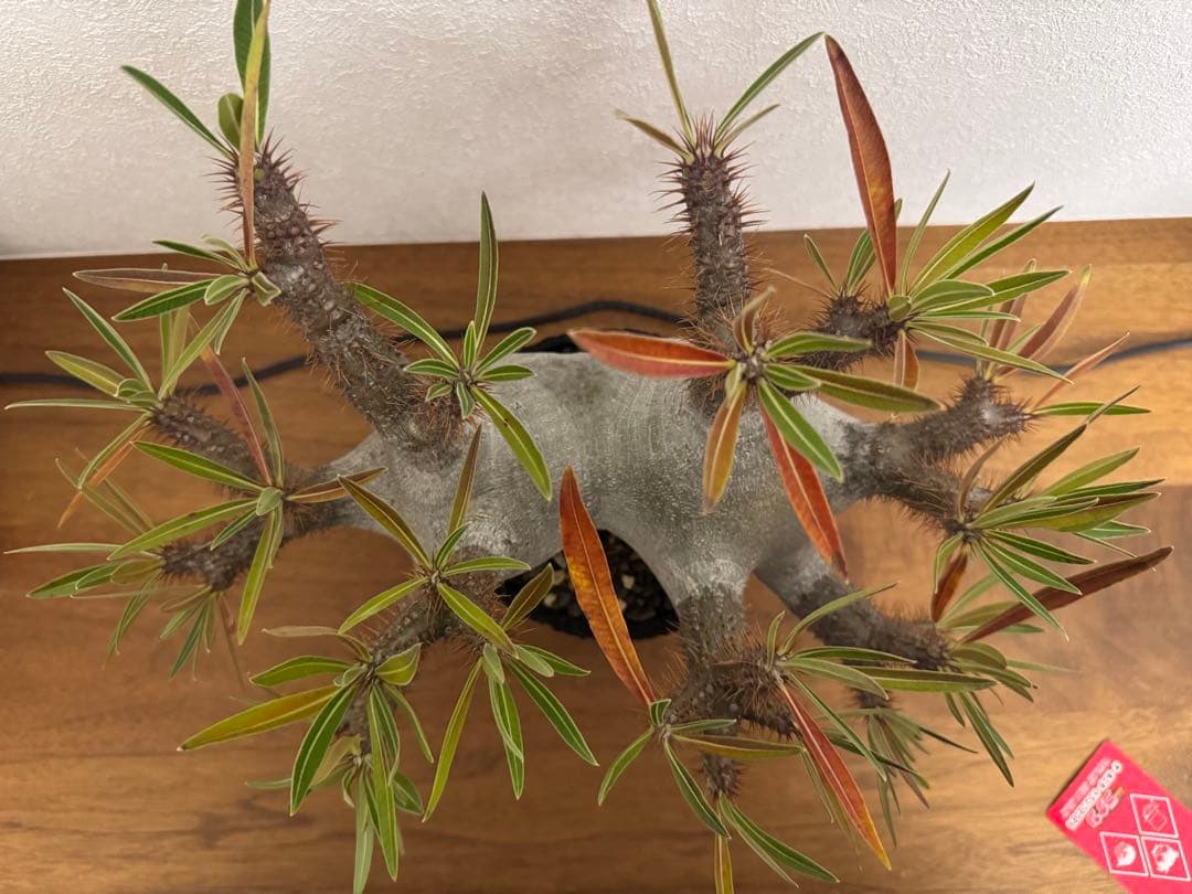 パキポディウム　グラキリス　現地球　コーデックス　塊根植物　D.I.P.