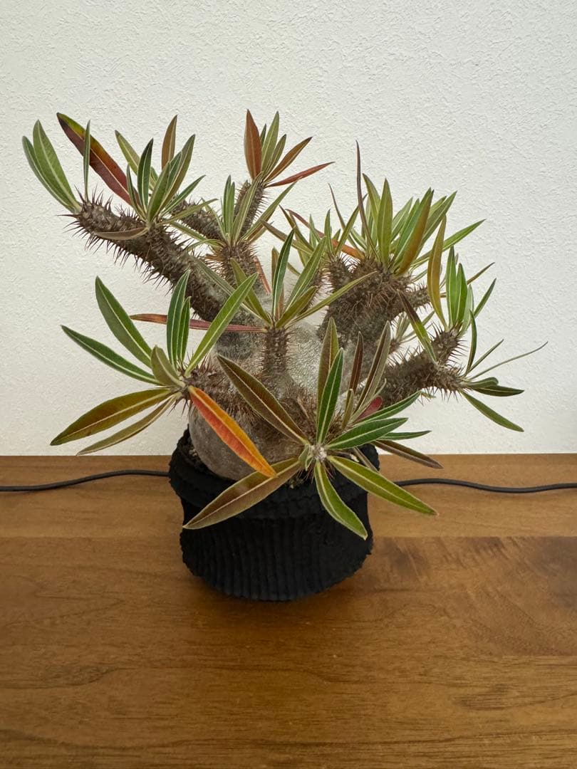 パキポディウム　グラキリス　現地球　コーデックス　塊根植物　D.I.P.