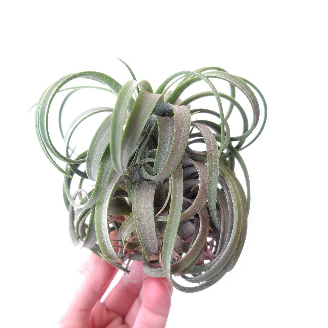 チランジア コンコロール × ストレプトフィラ セレクテッド