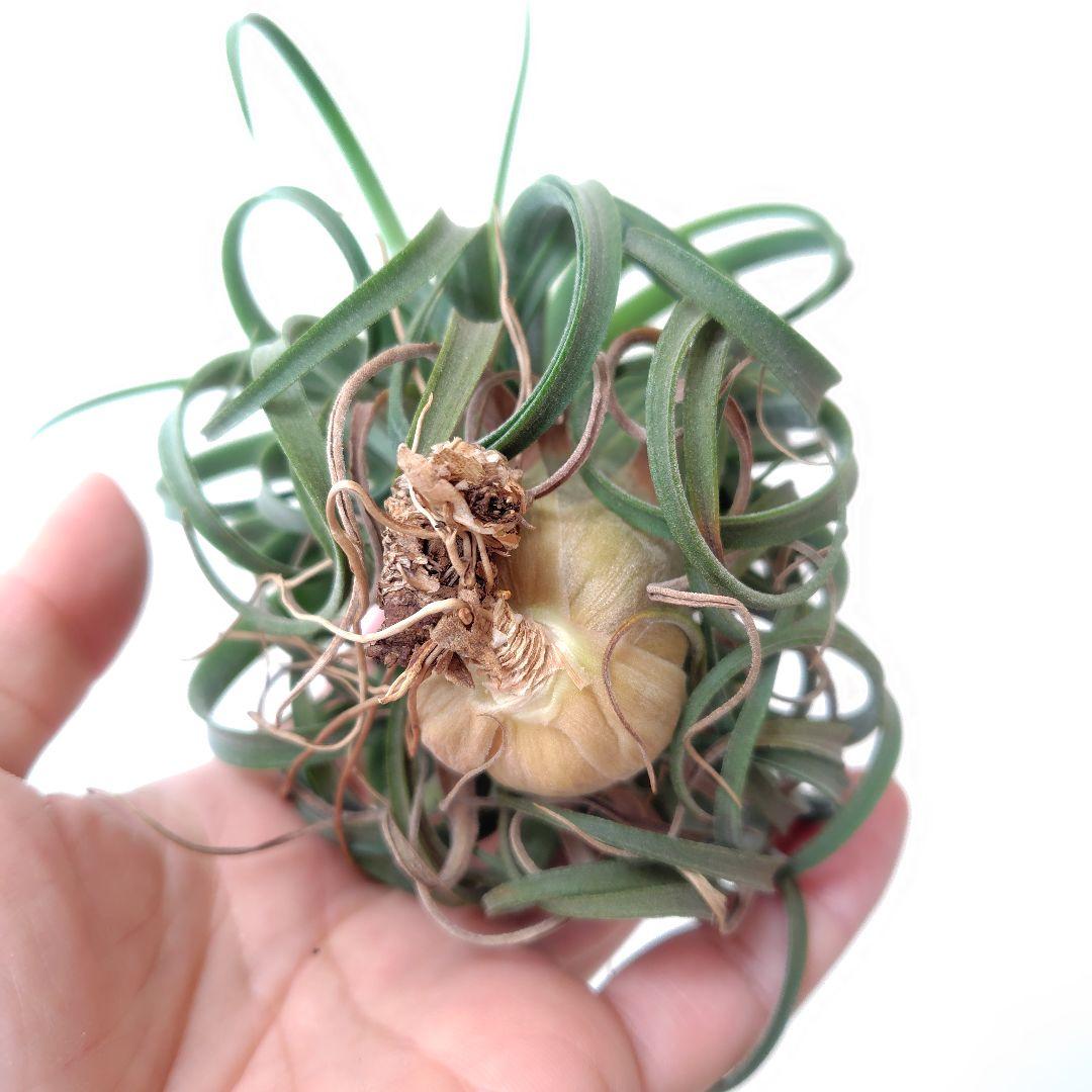 チランジア コンコロール × ストレプトフィラ セレクテッド