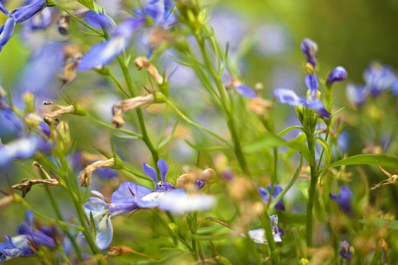 41　希少【RED P】　沈胴式オールドレンズ インダスター22　L39