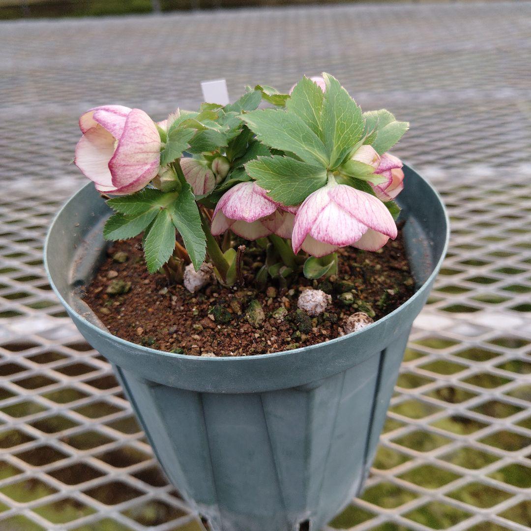 夕*え様 クリスマスローズセミダブル開花苗