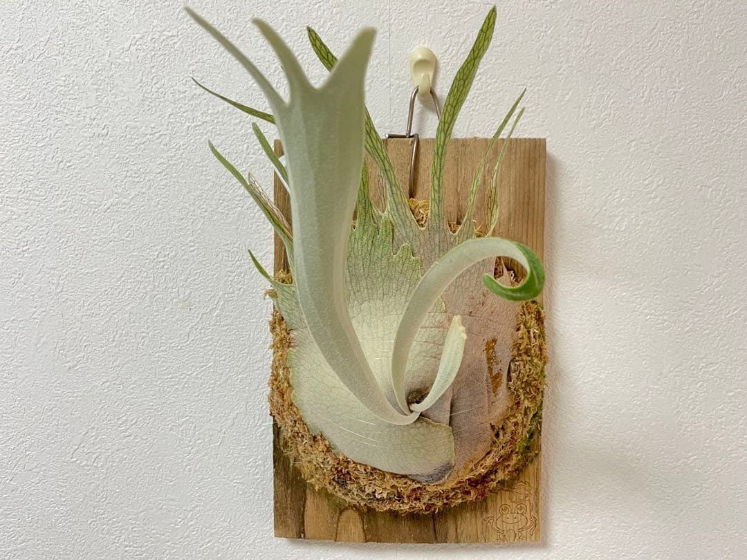 オリジナルpup veitchii limited 3rd edition oc