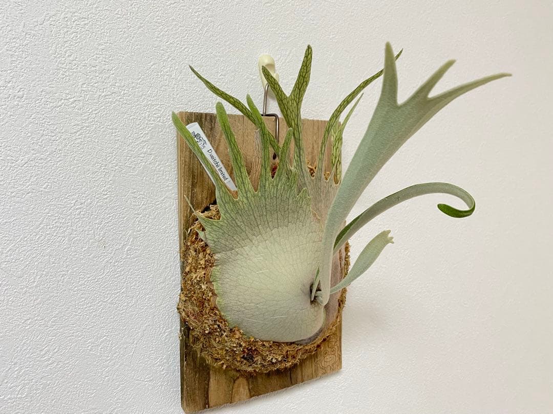 オリジナルpup veitchii limited 3rd edition oc