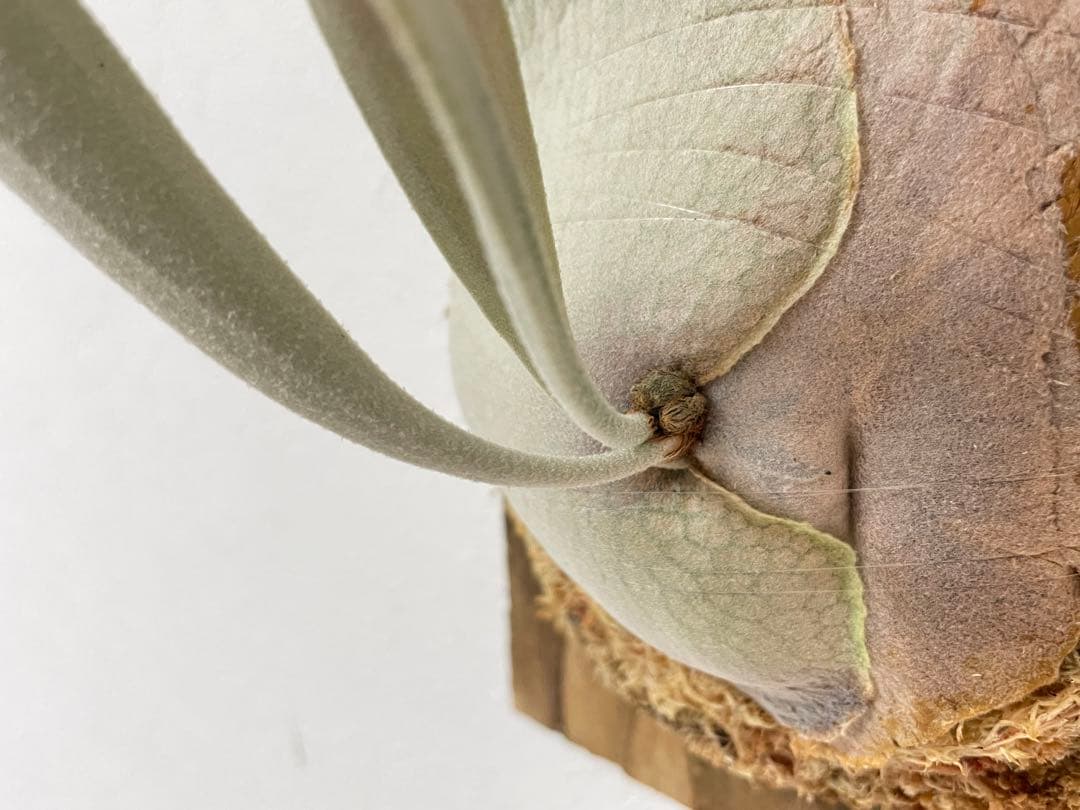 オリジナルpup veitchii limited 3rd edition oc