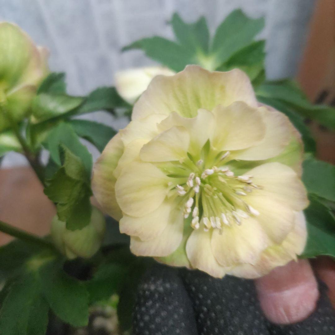 ⭐️お買い得⭐️クリスマスローズダブル咲き⭐️８鉢セット