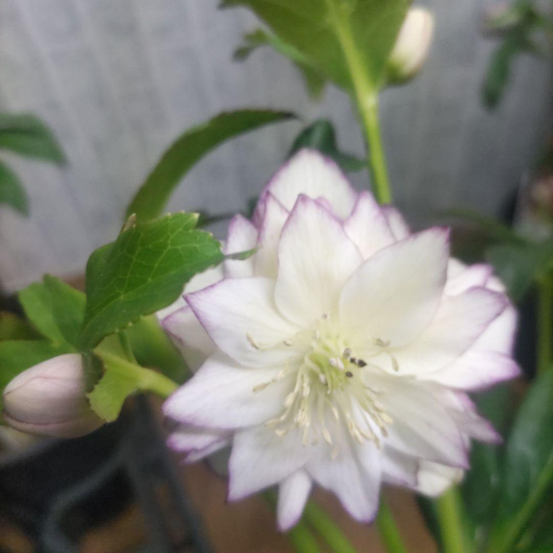 ⭐️お買い得⭐️クリスマスローズダブル咲き⭐️８鉢セット