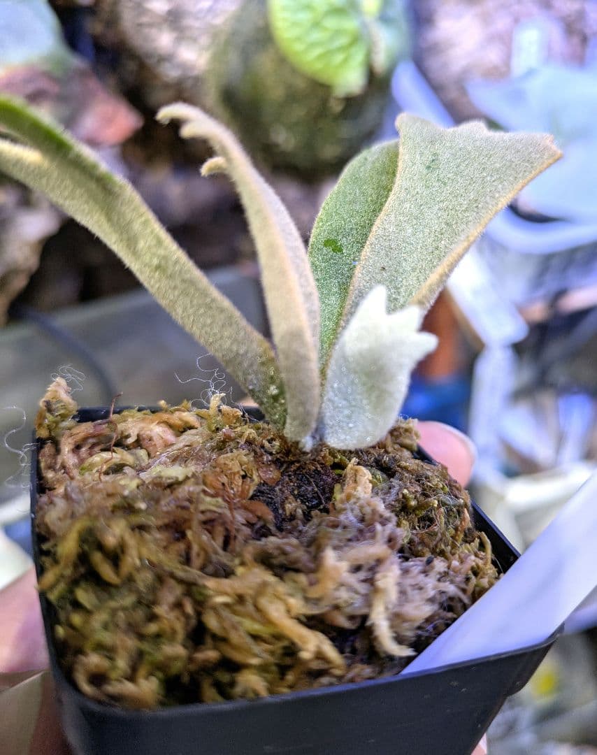 ビカクシダ☆yellow moon dwarf spore②☆selected株