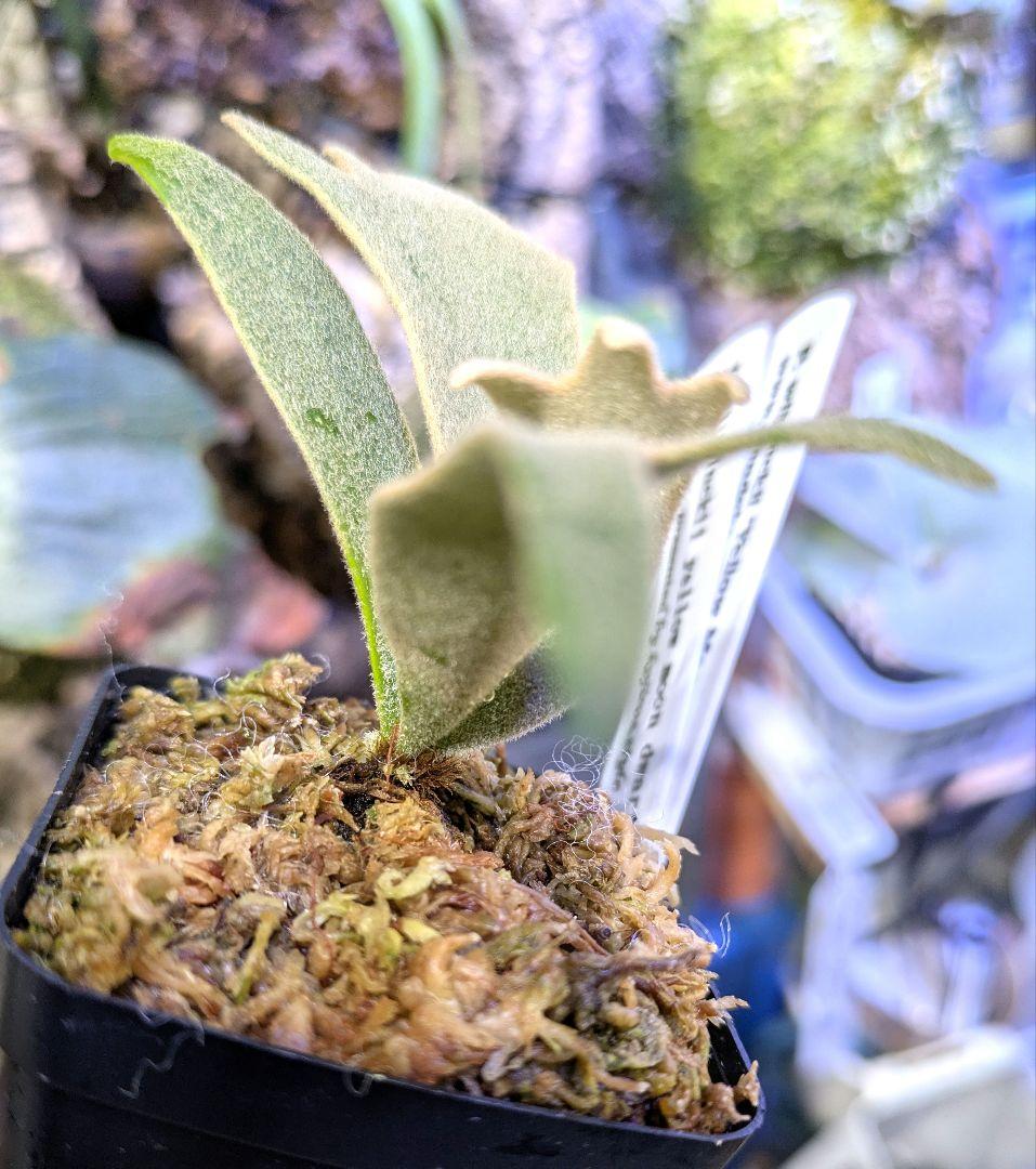 ビカクシダ☆yellow moon dwarf spore②☆selected株