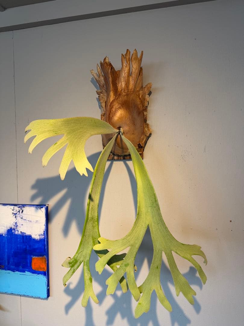 P willinckii × P.andinum mix spore